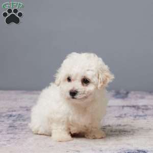 Pal, Bichon Frise Puppy